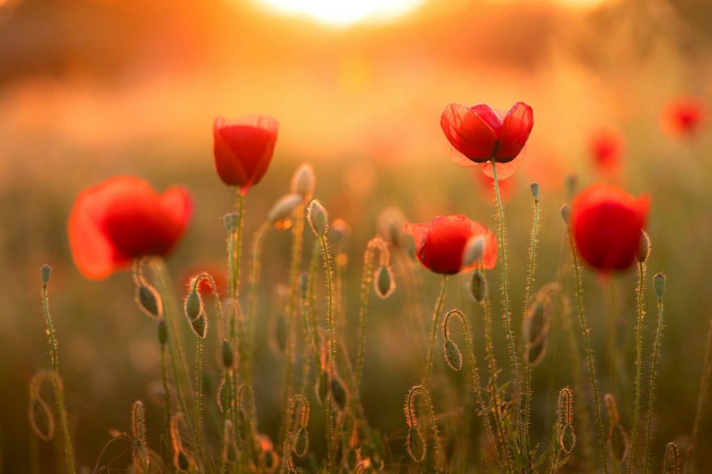 Red poppy flowers bloom in a field at golden hour.